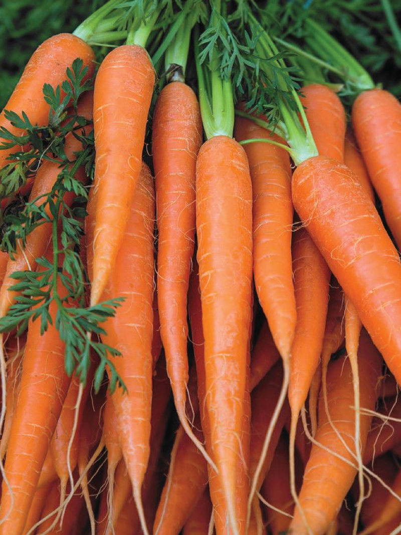 CARROT SEEDS <br> بذور الجزر