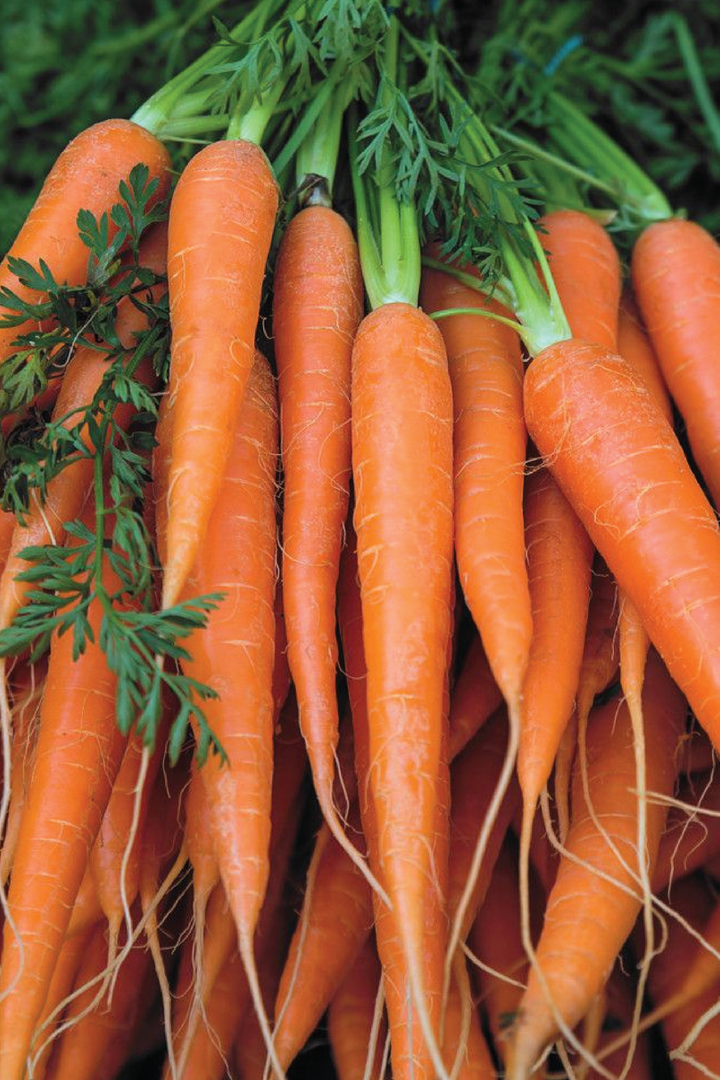CARROT SEEDS <br> بذور الجزر