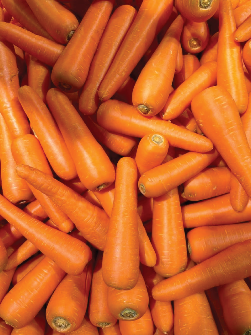 CARROT SEEDS <br> بذور الجزر