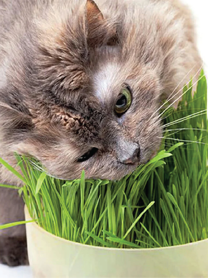 CAT GRASS SEEDS<br> بذور عشب القطط