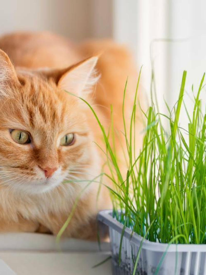 CAT GRASS SEEDS<br> بذور عشب القطط
