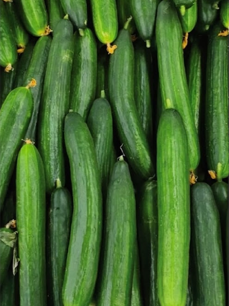 ORGANIC STRAIGHT EIGHT CUCUMBER SEEDLING