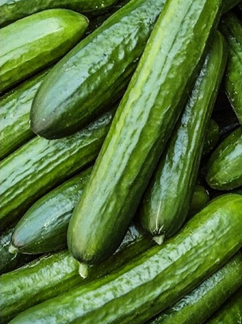 ORGANIC STRAIGHT EIGHT CUCUMBER SEEDLING