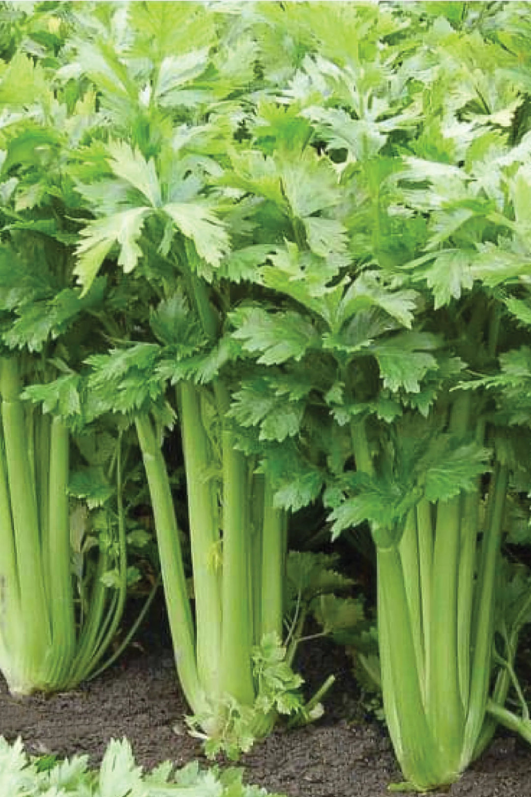 ORGANIC CELERY SEEDLING <br> شتلات الكرفس العضوية