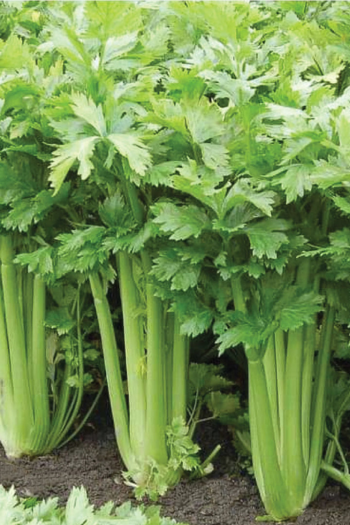ORGANIC CELERY SEEDLING <br> شتلات الكرفس العضوية