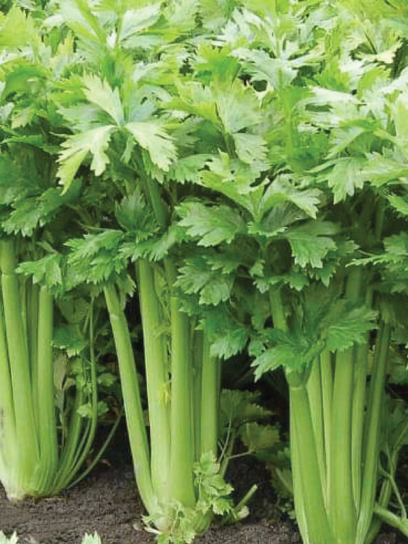 CELERY SEEDS