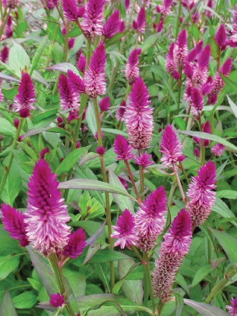 CELOSIA SEEDLING<br>شتلات زهور السيلوزيا