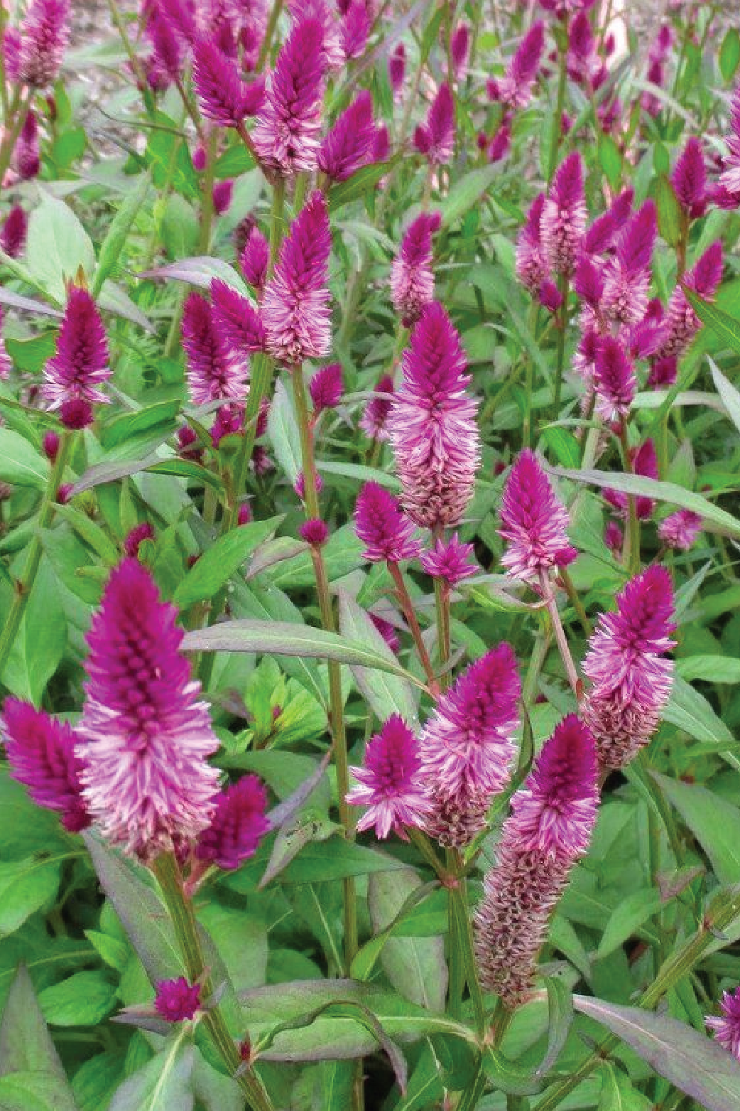 CELOSIA SEEDLING<br>شتلات زهور السيلوزيا