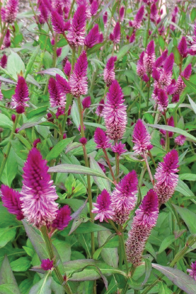 CELOSIA SEEDLING<br>شتلات زهور السيلوزيا