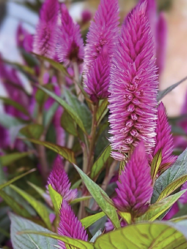 CELOSIA SEEDLING<br>شتلات زهور السيلوزيا