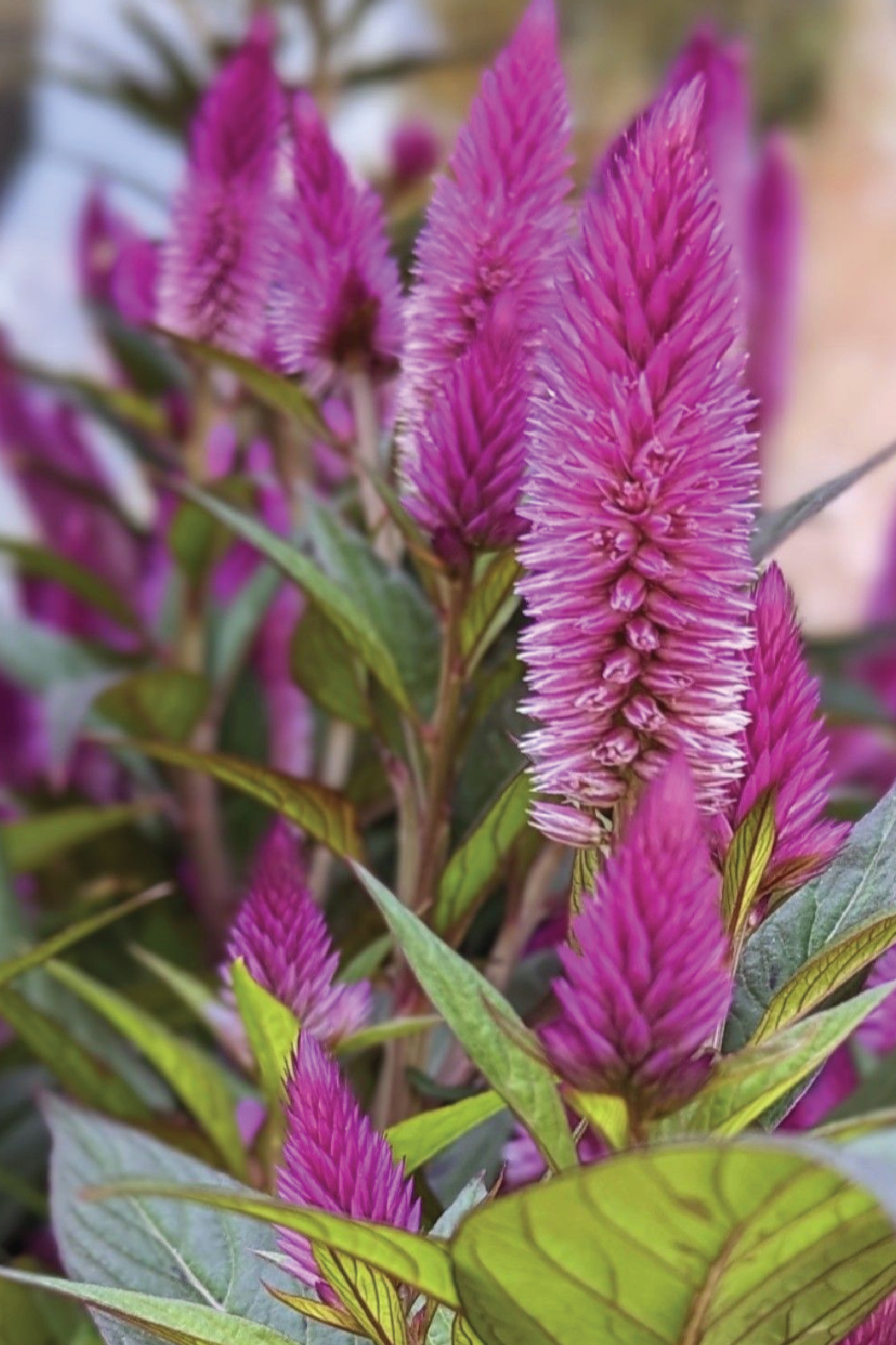CELOSIA SEEDLING<br>شتلات زهور السيلوزيا