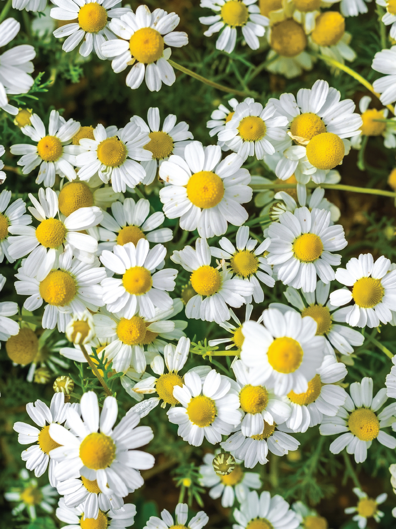 CHAMOMILE SEEDS