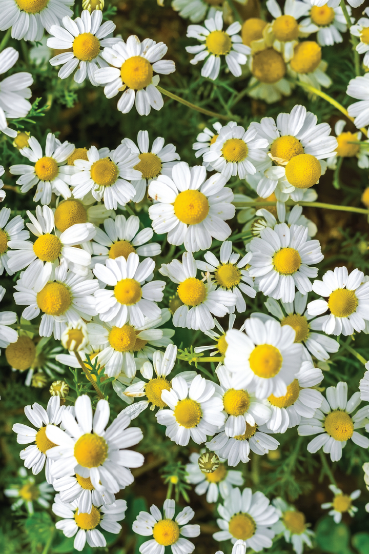 CHAMOMILE SEEDS