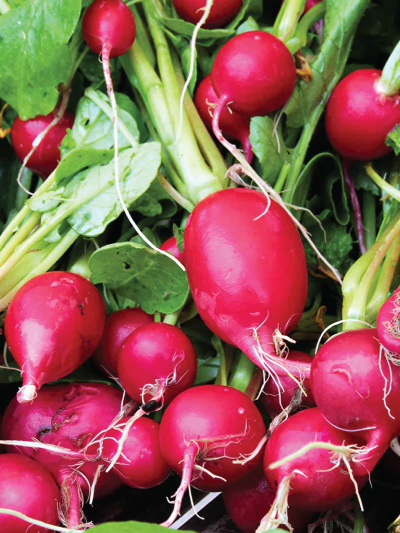 CHERRY RADISH SEEDS <br> بذور الفجل الكرزي