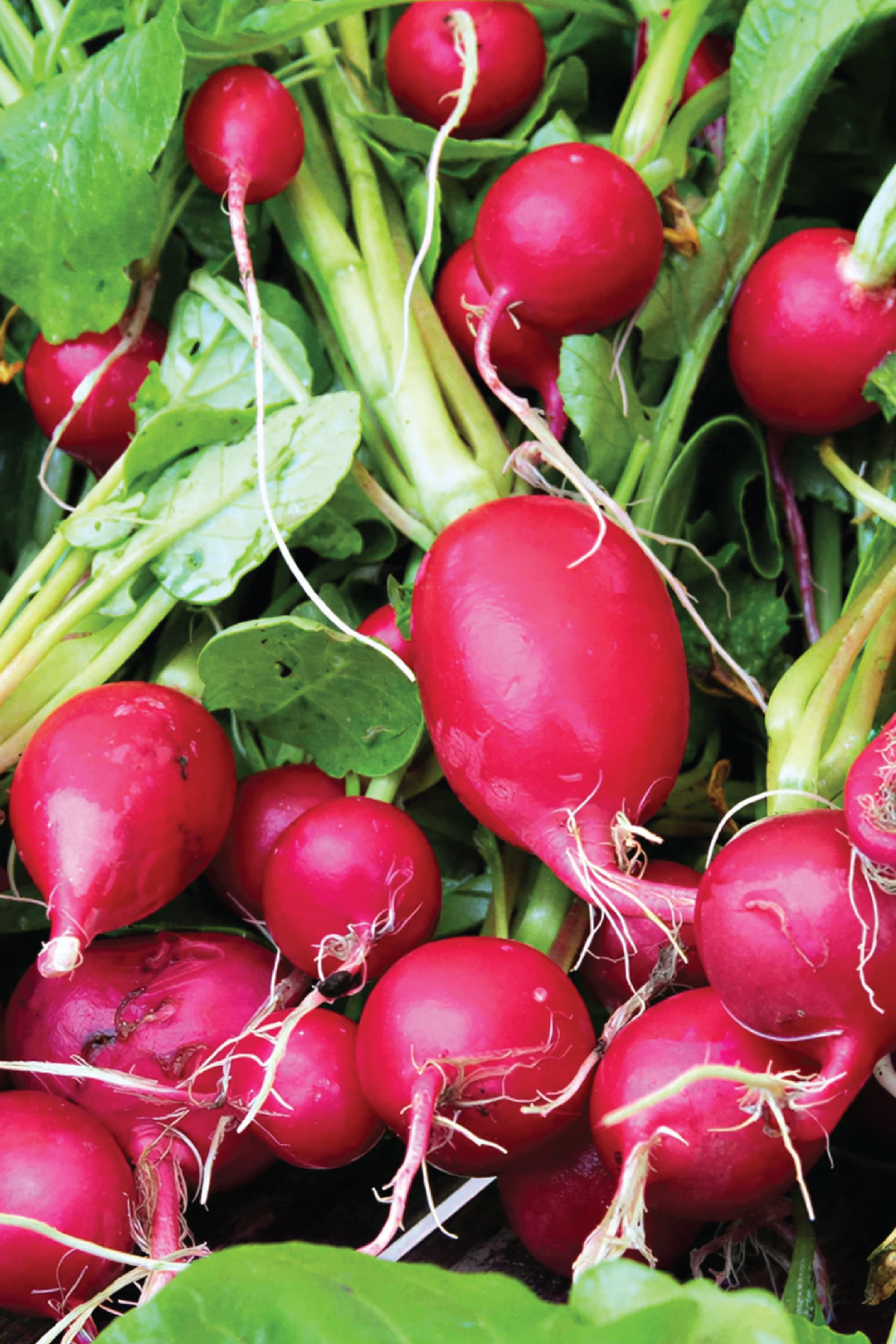 ORGANIC CHERRY RADISH SEEDLING