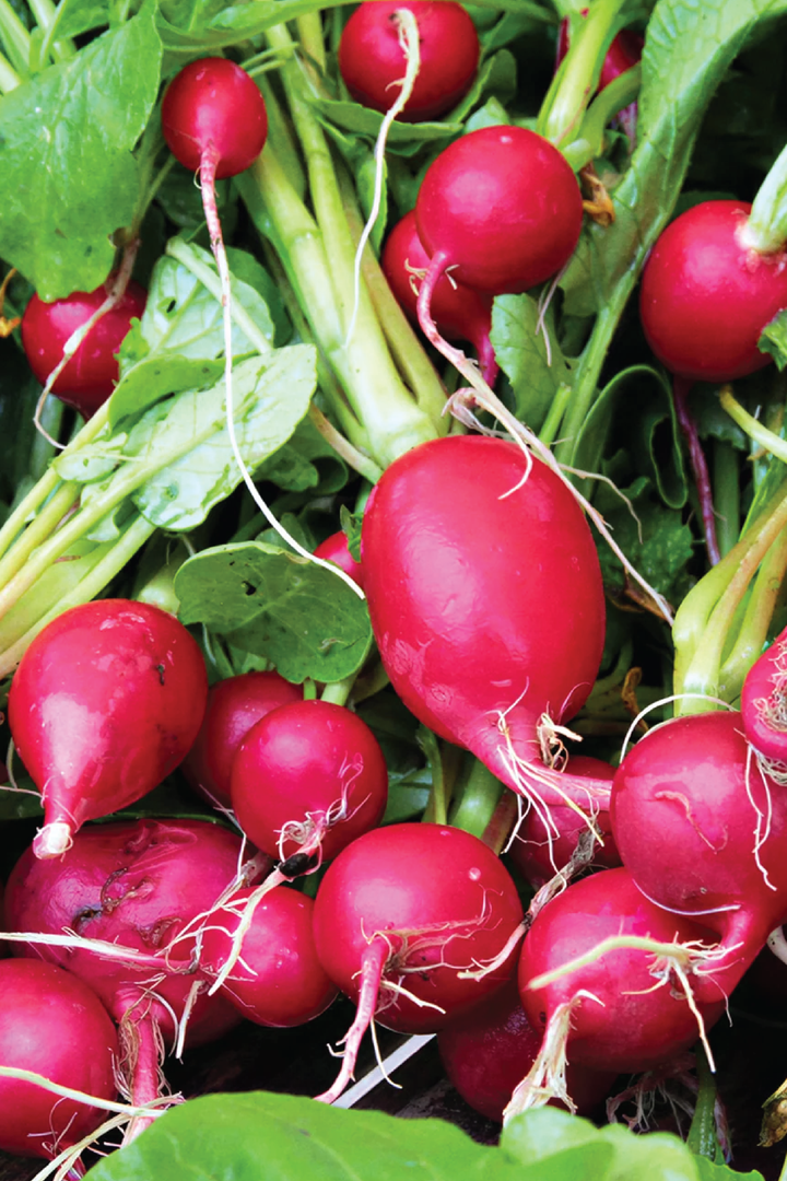 ORGANIC CHERRY RADISH SEEDLING