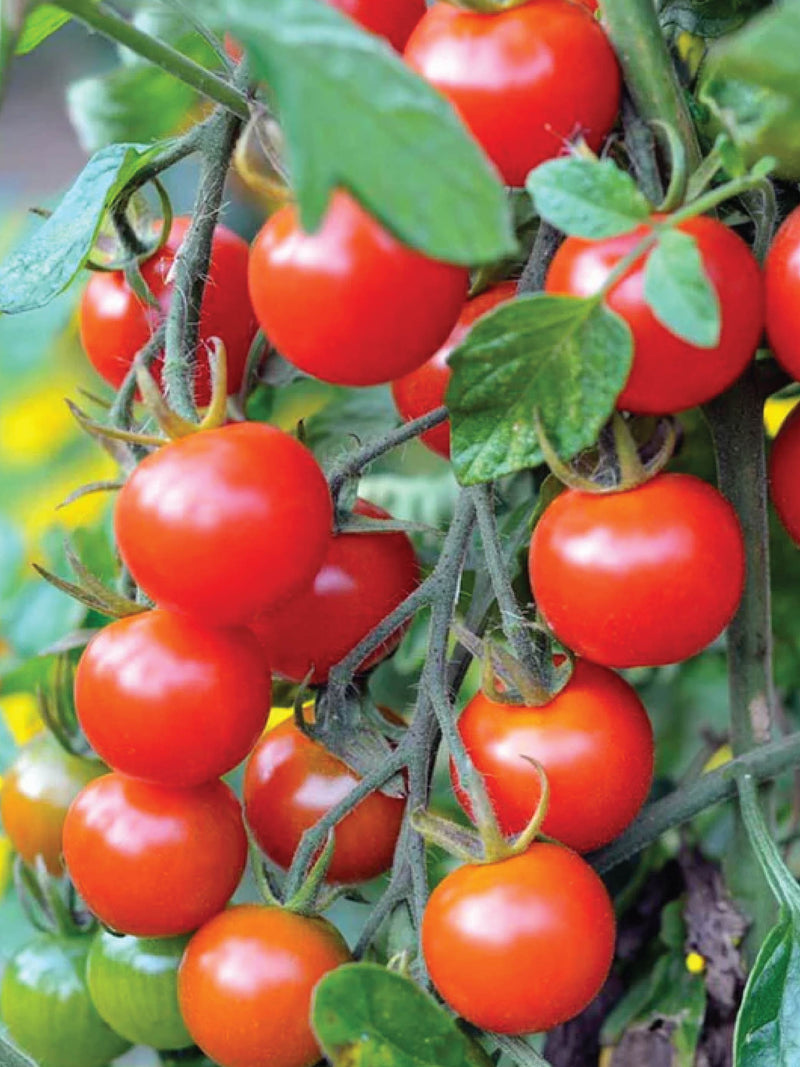 ORGANIC JAPAN CHERRY TOMATO SEEDLING <br>شتلات الطماطم الكرزي الياباني العضوية