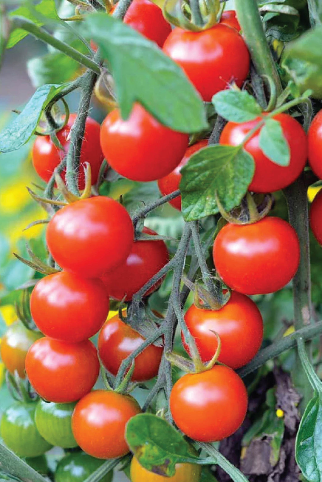 ORGANIC JAPAN CHERRY TOMATO SEEDLING <br>شتلات الطماطم الكرزي الياباني العضوية