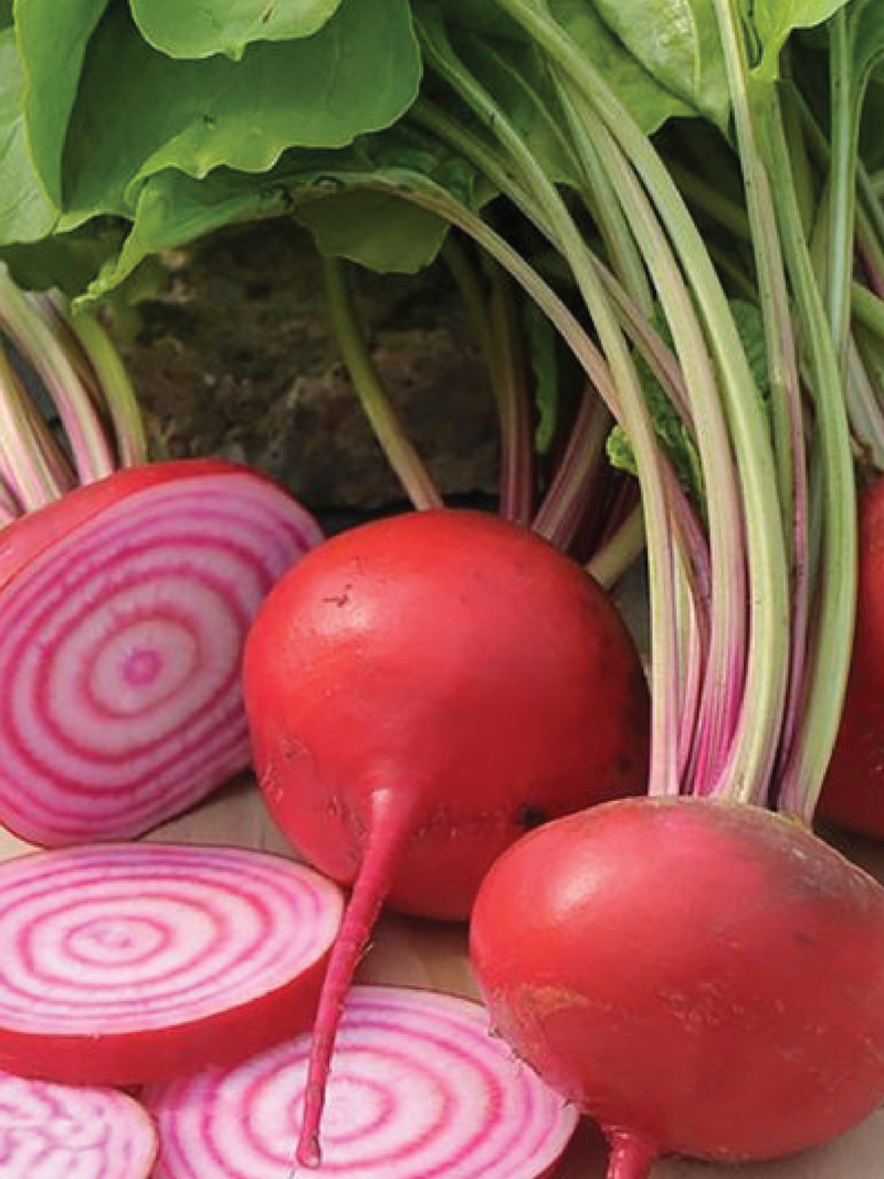 CHIOGGIA BEETROOT SEEDS <br> بذور الشمندر كيوجيا