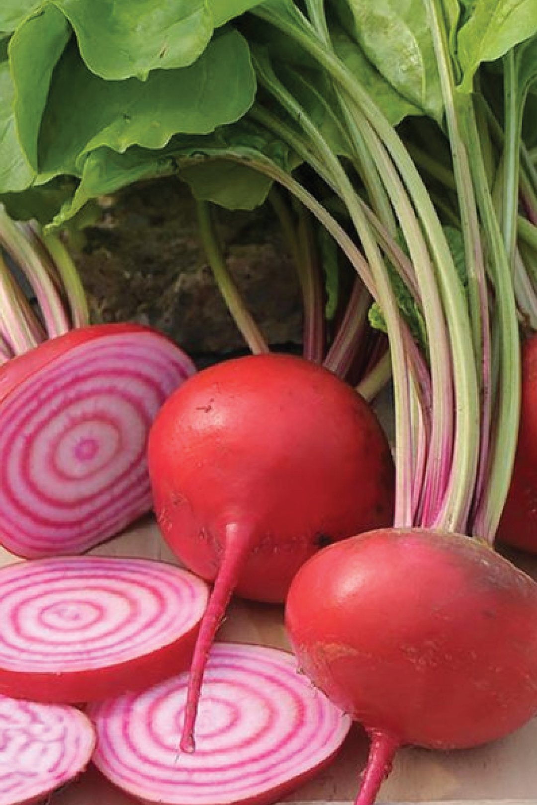 CHIOGGIA BEETROOT SEEDS <br> بذور الشمندر كيوجيا