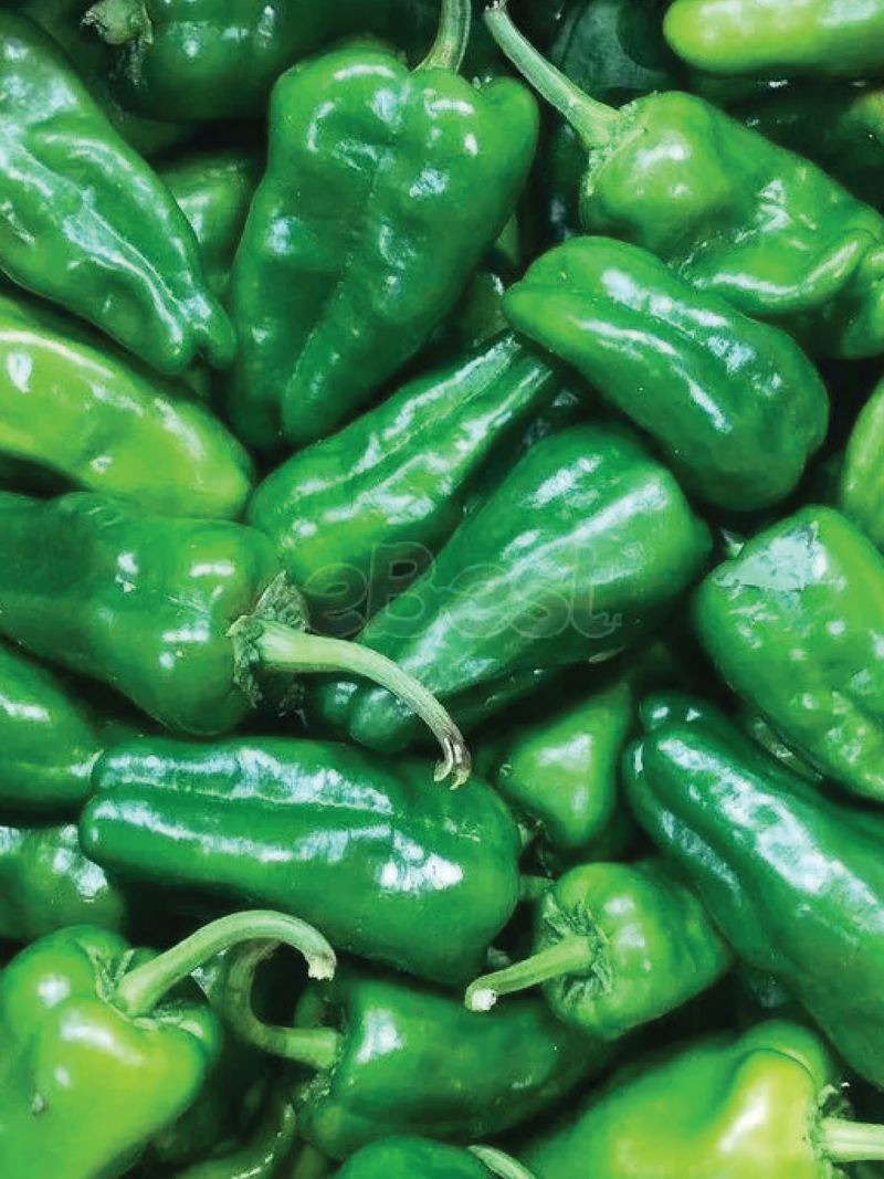 THIN SKINNED CHILI PEPPER SEEDS <br> بذور الفلفل الحار ذو القشرة الرقيقة