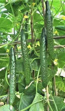 ORGANIC EMERALD LONG CUCUMBER SEEDLING