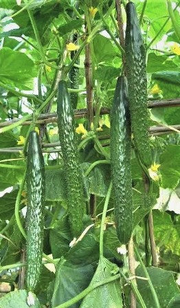 ORGANIC EMRALD CUCUMBER SEEDLING