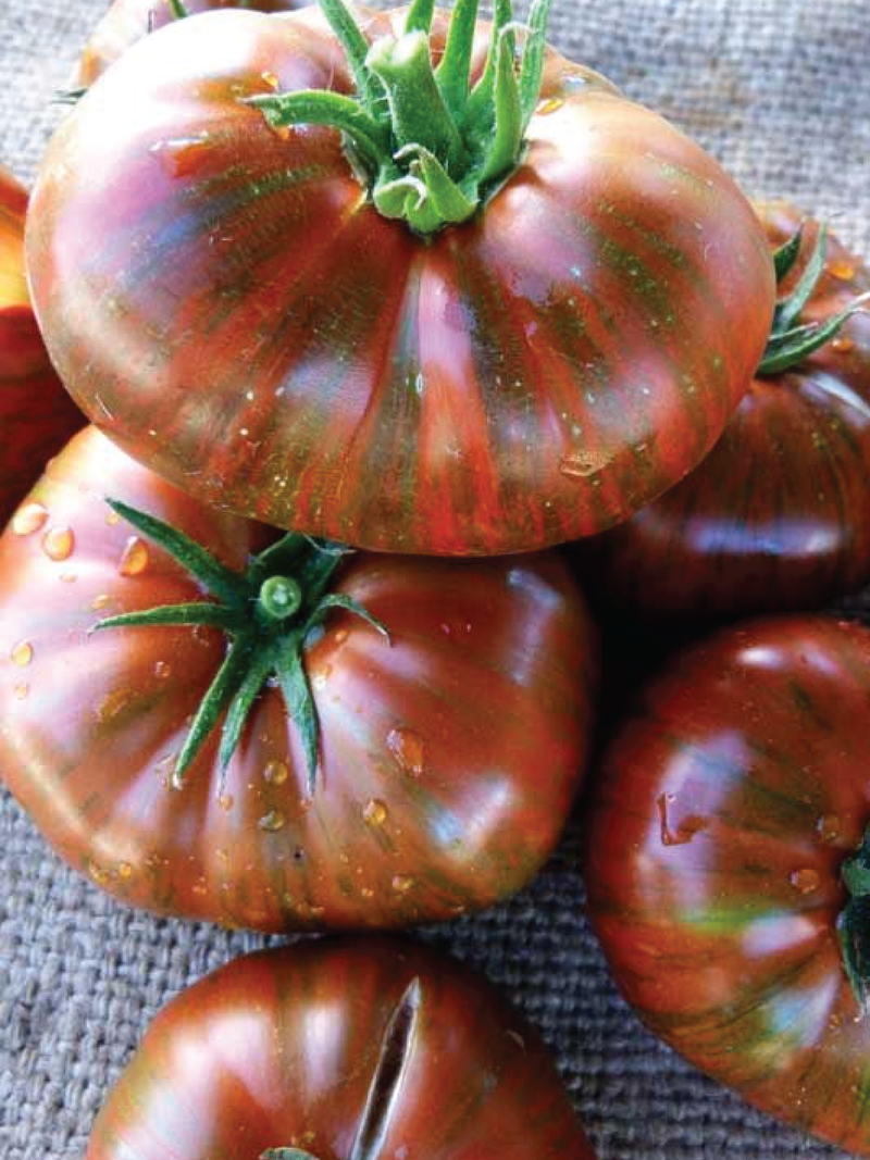 ORGANIC CHOCOLATE STRIPES TOMATO SEEDLING <br>شتلات الطماطم العضوية شوكليت سترايب