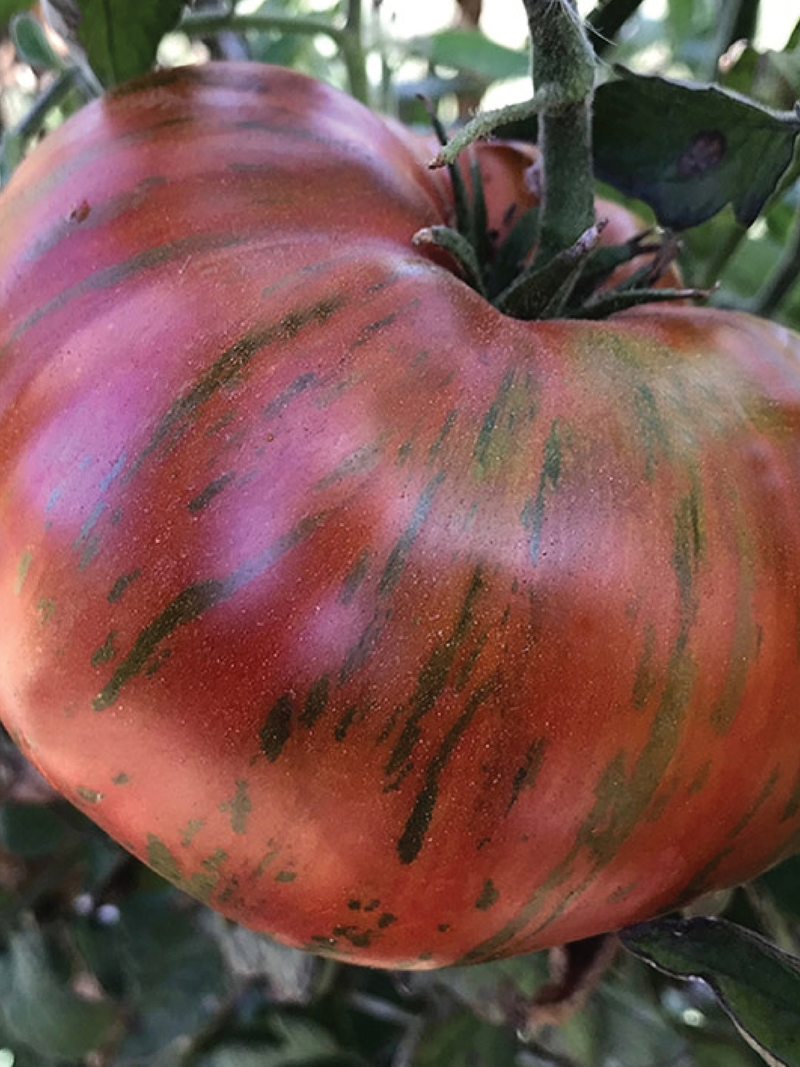 ORGANIC CHOCOLATE STRIPES TOMATO SEEDLING <br>شتلات الطماطم العضوية شوكليت سترايب