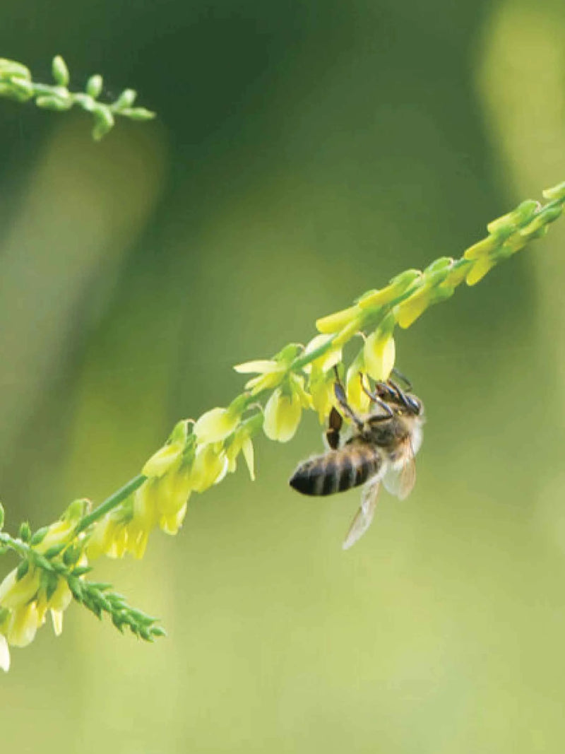SWEET CLOVER SEEDLING <br>  شتلات الكلوفر الحلو