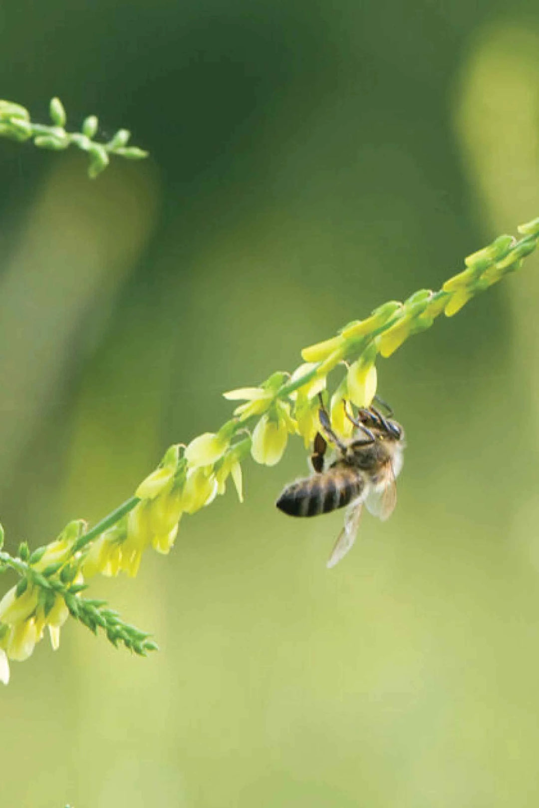 SWEET CLOVER SEEDLING <br>  شتلات الكلوفر الحلو