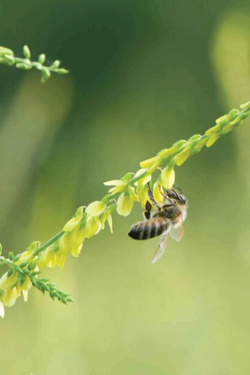 SWEET CLOVER SEEDLINGS