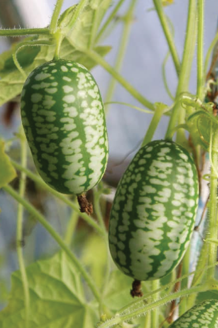 ORGANIC COCOMELON SEEDLING