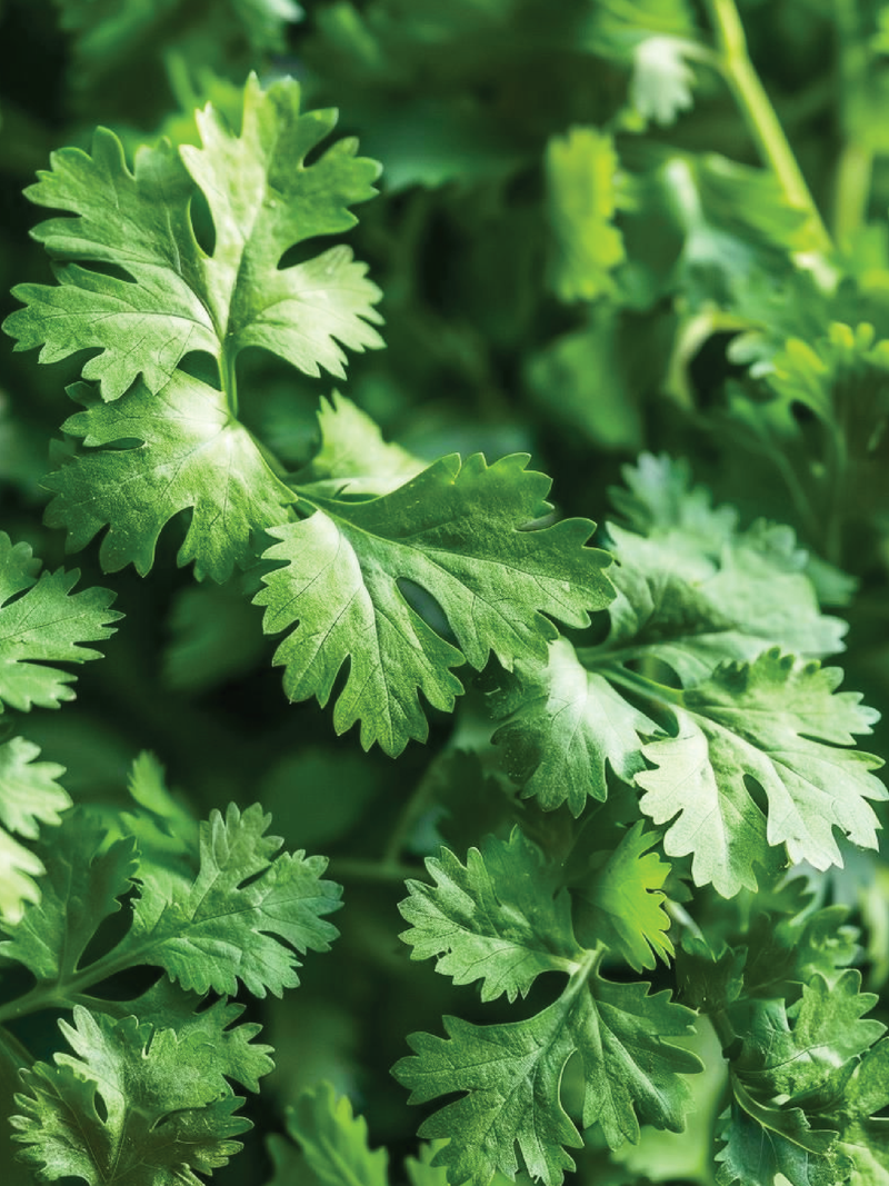 CORIANDER SEEDS