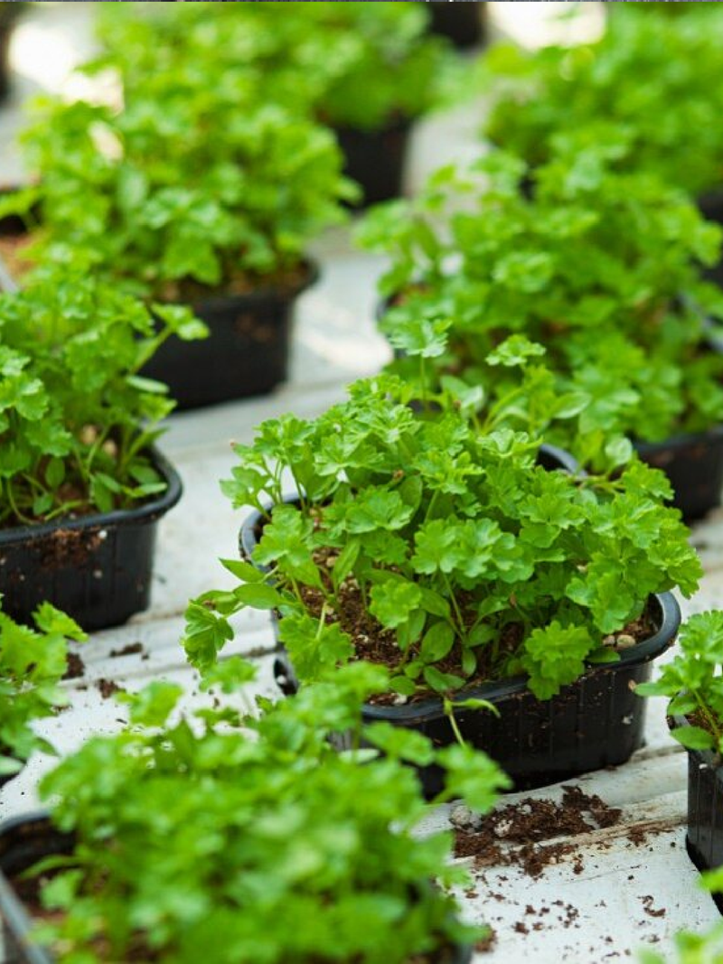 CORIANDER SEEDS<br> بذور الكزبرة