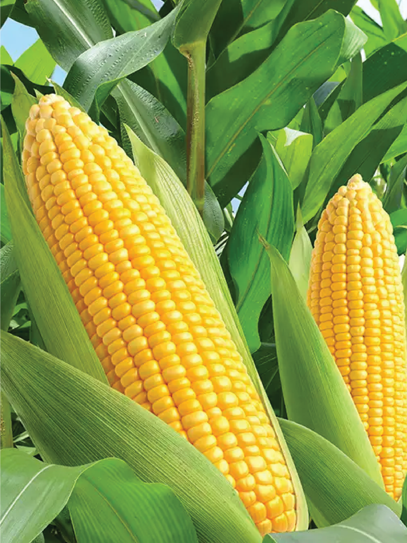 CORN SEEDS <br>بذور الذرة