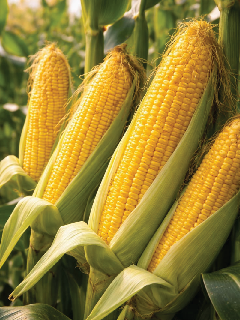 CORN SEEDS <br>بذور الذرة