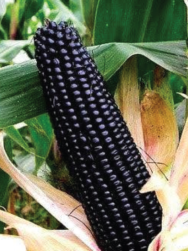 MONTANA MORADO MAIZE CORN SEEDS <br> بذور ذرة مونتانا مورادو ميز