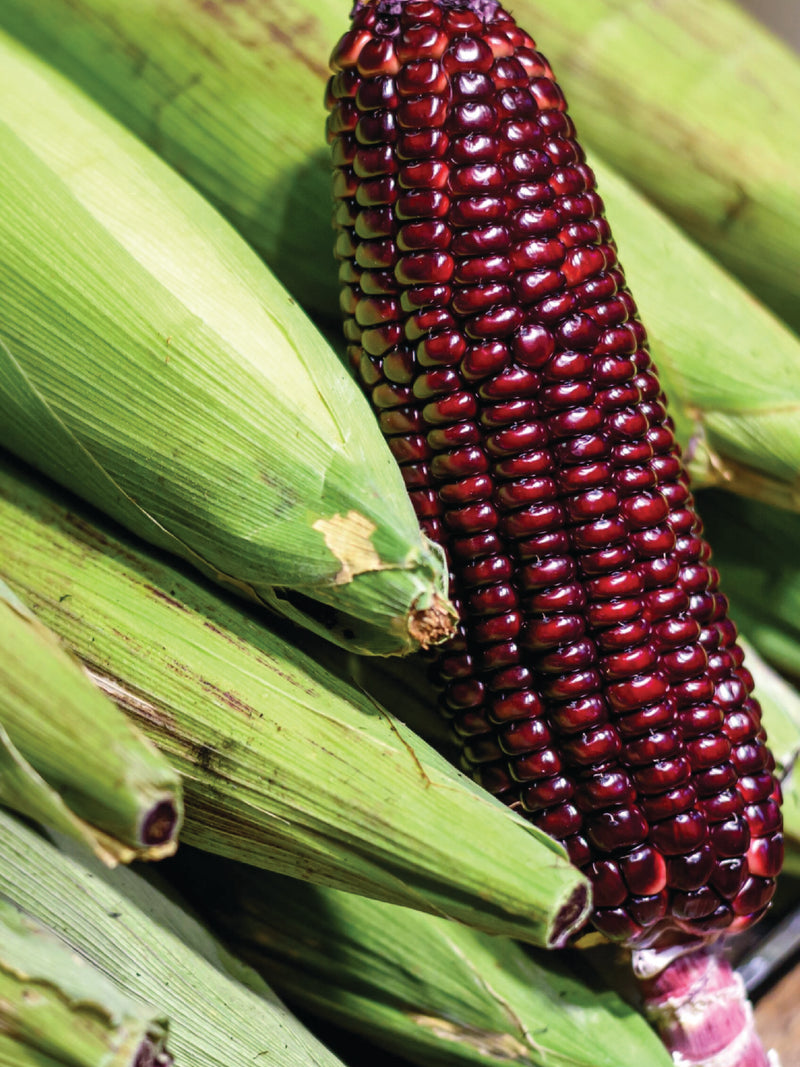 RED AMISH CORN SEEDS <br> بذور ذرة الأميش الحمراء