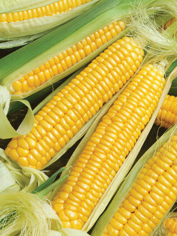YELLOW AMISH CORN SEEDS <br> بذور ذرة الأميش الصفراء