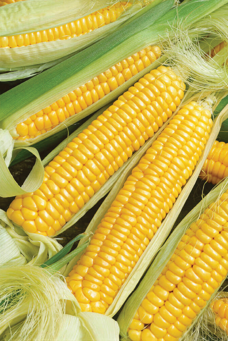 YELLOW AMISH CORN SEEDS <br> بذور ذرة الأميش الصفراء