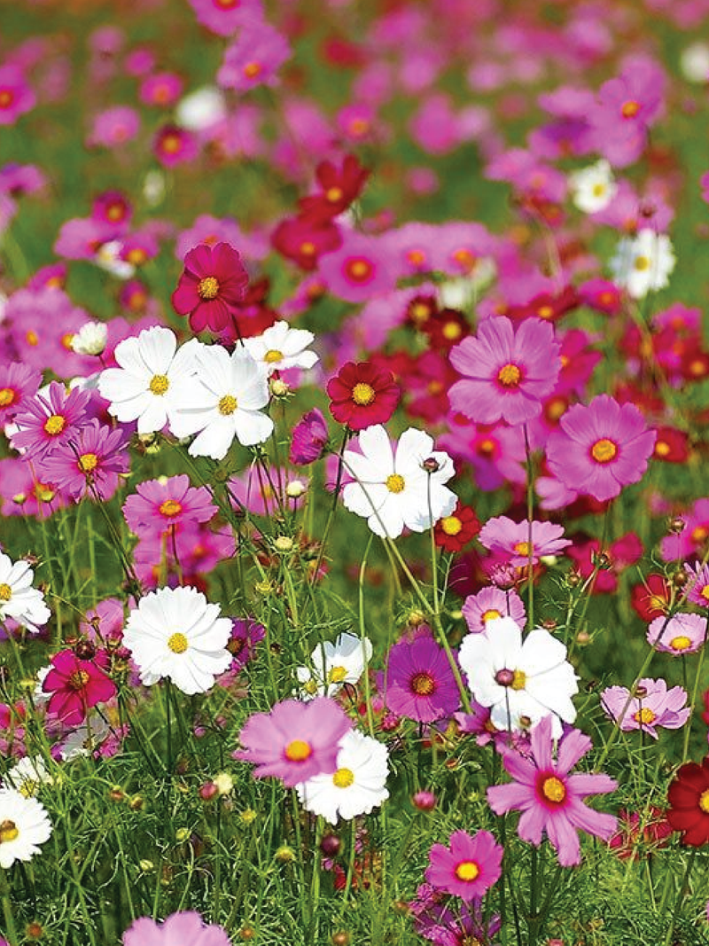 MIX COSMOS SEEDLING <br>  شتلات زهور الكوزموس المتنوعة