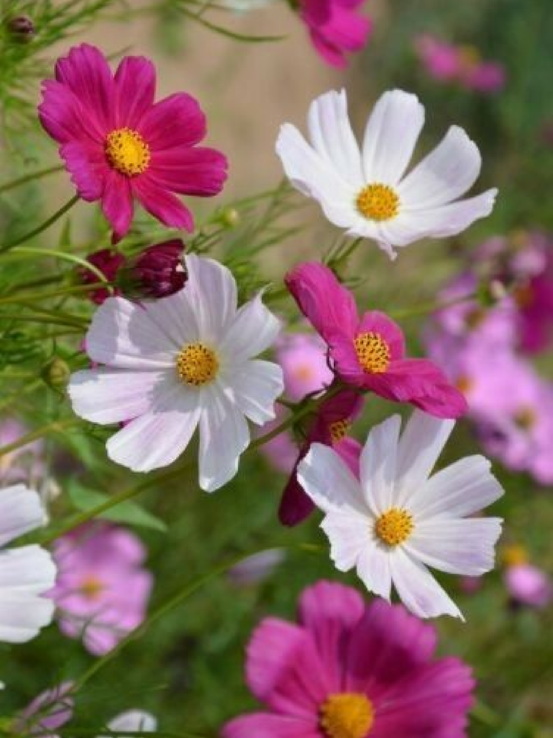 COSMOS MIX SEEDS