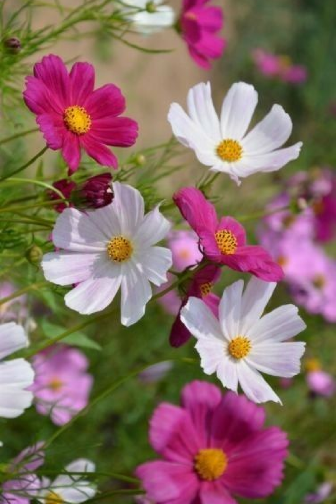 COSMOS MIX SEEDS