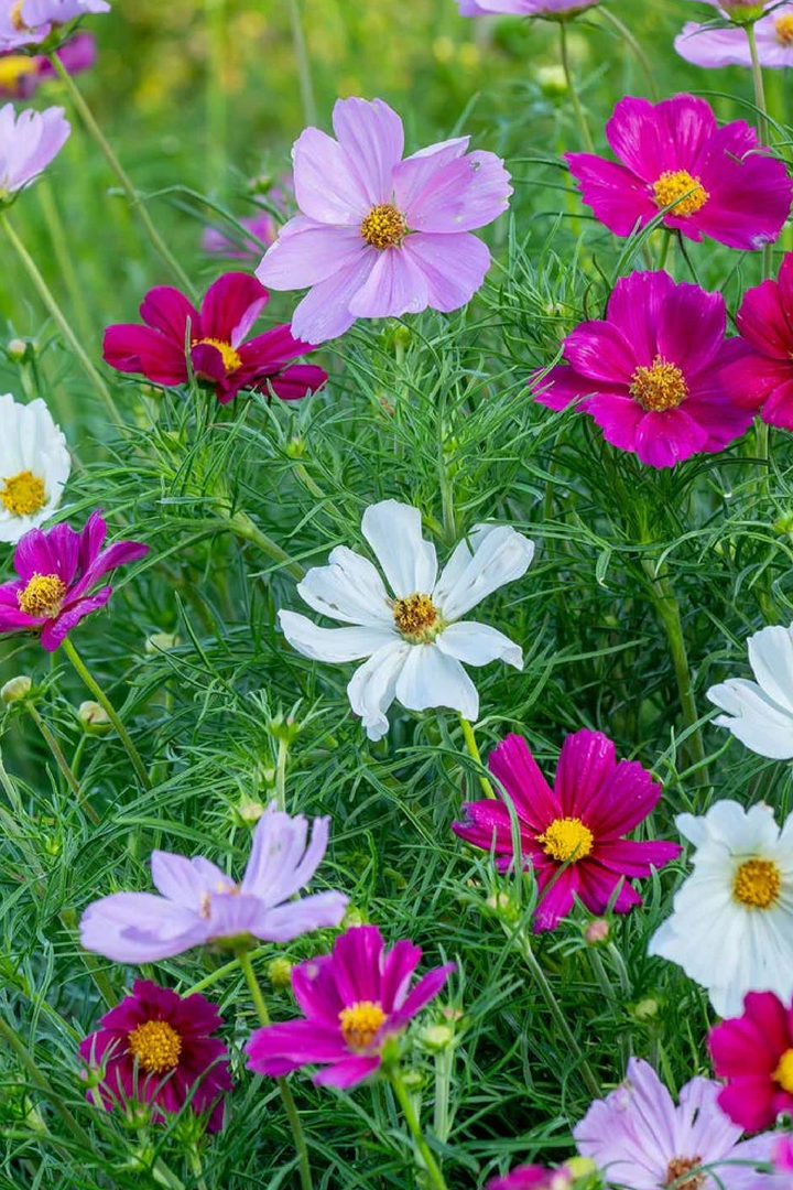 COSMOS MIX SEEDS