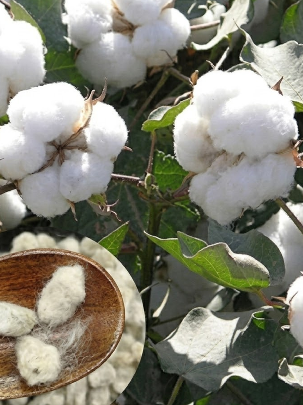 COTTON SEEDS