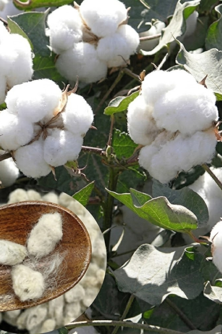 COTTON SEEDS