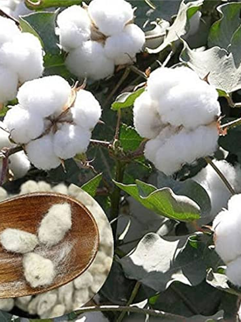 COTTON SEEDS <br>بذور القطن