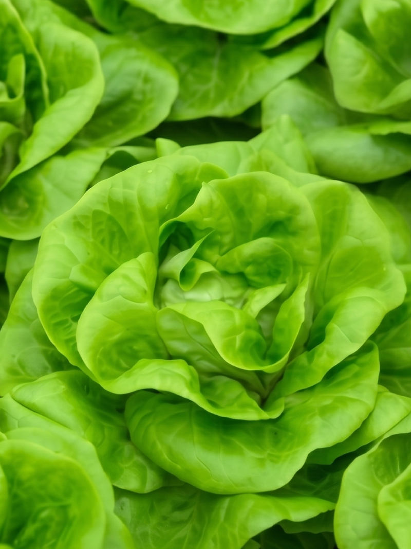 CREAM LETTUCE SEEDS