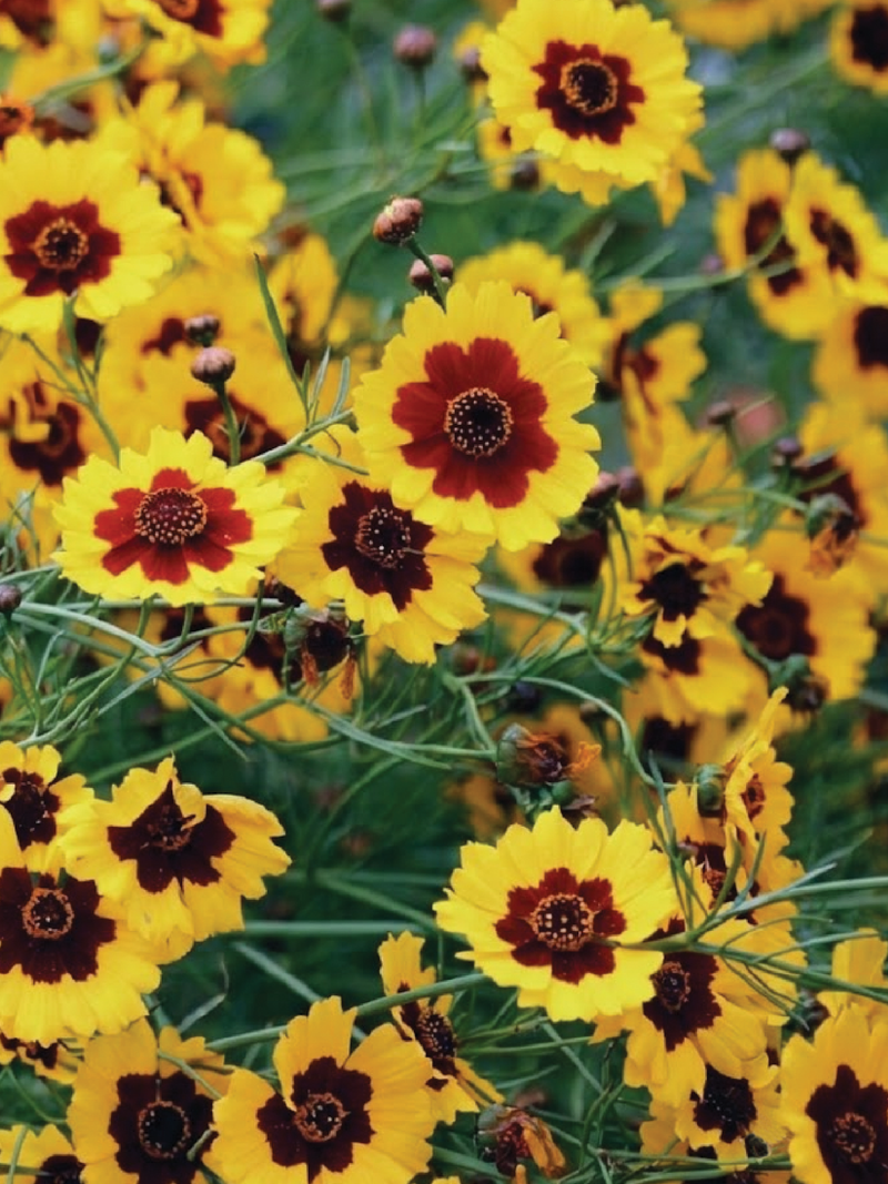 COREOPSIS SEEDS